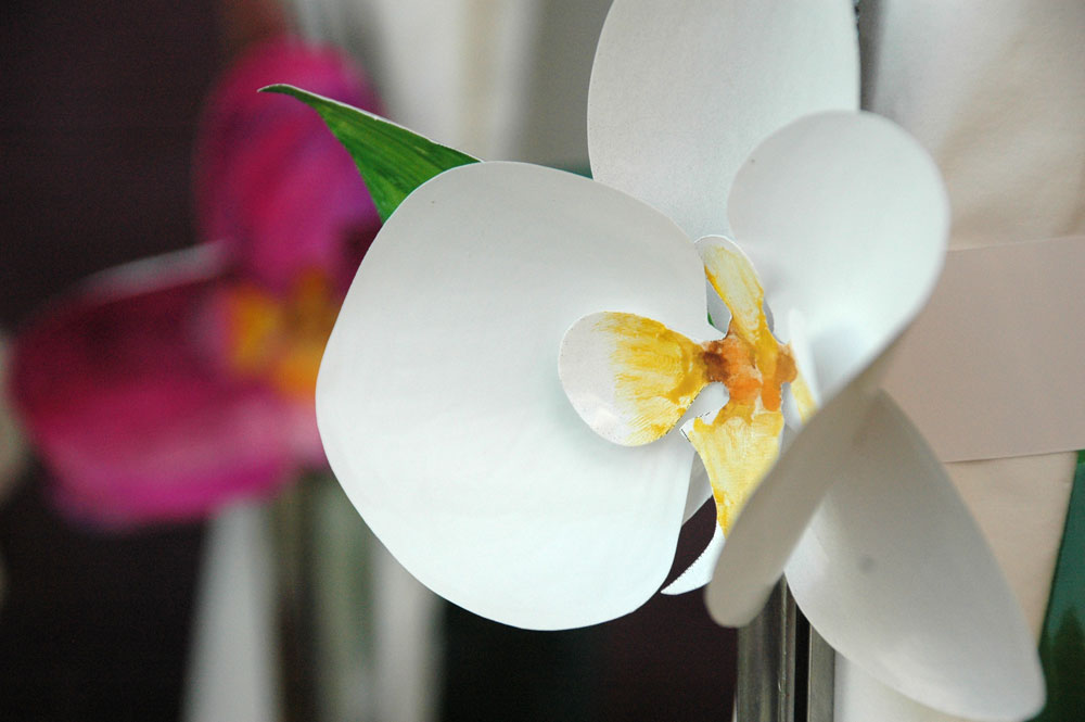 orchidea gyuru 06